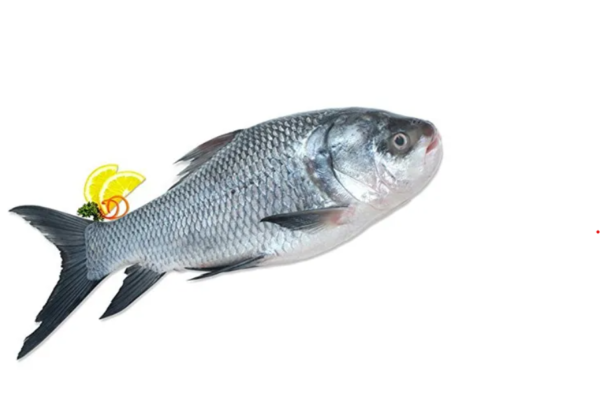 Catla Fish / Bhakhura / Bhakhur (कटला)