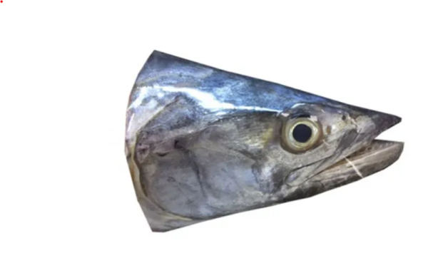 King Fish / Seer Fish / Surmai (सुरमई) (Head)